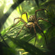 Sticky Image